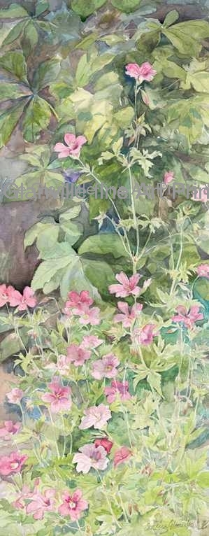 Wild geranium, painting by Caroline Glanville
